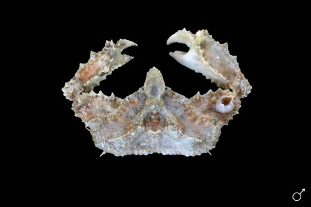 Cryptopodia laevimana, Ondřej Radosta