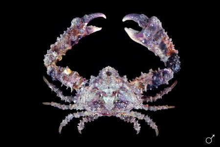 Daldorfia horrida, Ondřej Radosta