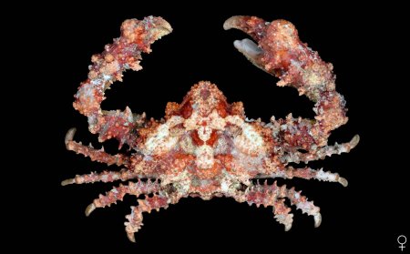 Daldorfia horrida, Ondřej Radosta