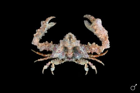 Daldorfia rathbunae, Ondřej Radosta