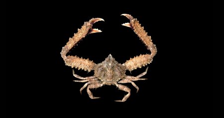 Derilambrus angulifrons, Ondřej Radosta