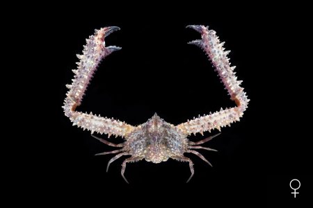 Enoplolambrus echinatus, Ondřej Radosta