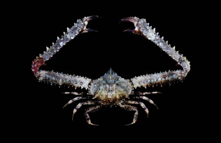 Enoplolambrus laciniatus, Tin-Yam Chan National Taiwan Ocean University