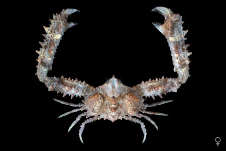 Enoplolambrus validus, Ondřej Radosta