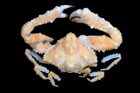 Garthambrus poupini, Gustav Paulay // Arthur Anker paulay@flmnh.ufl.edu