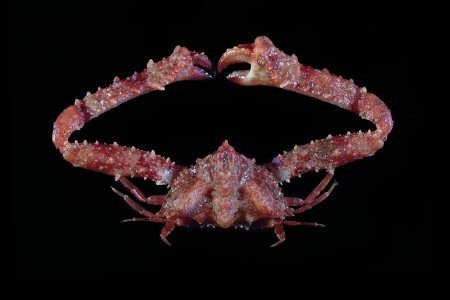 Garthambrus pteromerus, Tin-Yam Chan National Taiwan Ocean University /Museum national d’Histoire naturelle