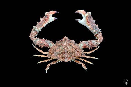 Garthambrus stellatus, Ondřej Radosta