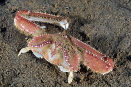 Latolambrus occidentalis, Kevin Lee diverkevin@gmail.com