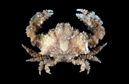 Olenorfia cariei, Tin-Yam Chan National Taiwan Ocean University