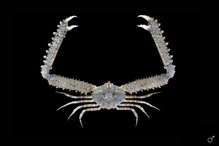 Parthenope longimanus, Ondřej Radosta