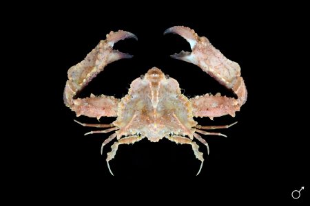 Pseudolambrus harpax, Ondřej Radosta