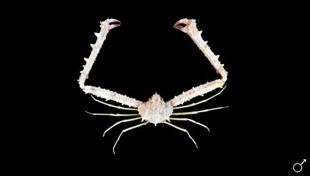 Rhinolambrus cybelis, Ondřej Radosta