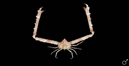 Rhinolambrus hayamaensis, Ondřej Radosta