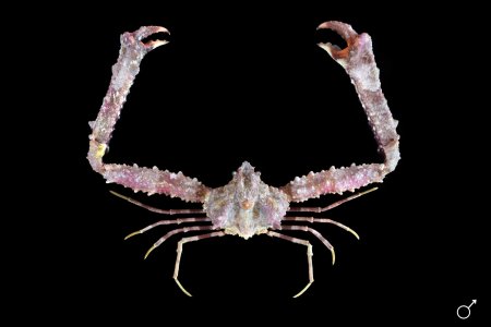 Rhinolambrus lippus, Ondřej Radosta