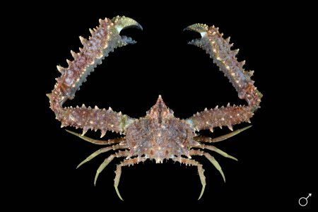 Rhinolambrus longispinus, Ondřej Radosta