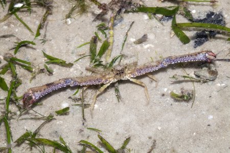 Rhinolambrus pelagicus, Marcus Ng/Budak