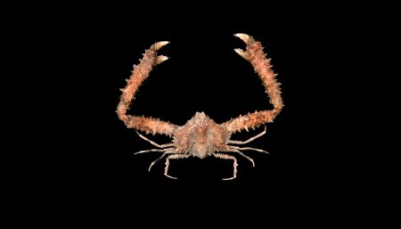 Spinolambrus macrochelos, Ondřej Radosta