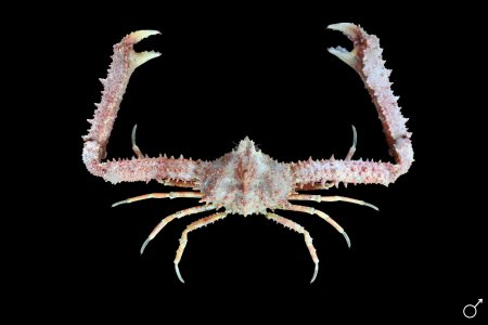 Spinolambrus pourtalesii, Spinolambrus pourtalesii