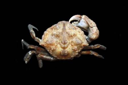 Dentoxanthus iranicus, Jigneshkumar N. Trivedi Marine Biodiversity and Ecology Lab