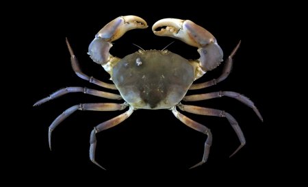 Galene bispinosa, Sahat Ratmuangkhwang Lab Mos Nattapat