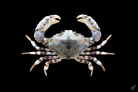 Halimede ochtodes, Ondřej Radosta