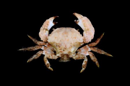 Actumnus intermedius, Tin-Yam Chan National Taiwan Ocean University