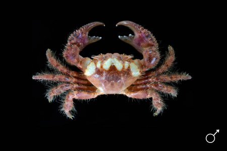 Bathypilumnus sinensis, Ondřej Radosta