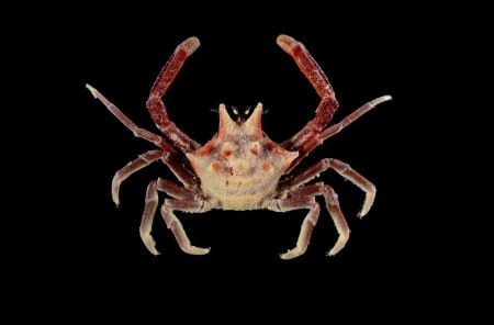 Ceratocarcinus longimanus, Arthur Anker