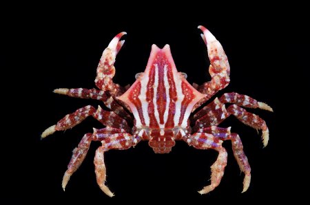 Eumedonus niger, Tin-Yam Chan Museum national  d’Histoire naturelle