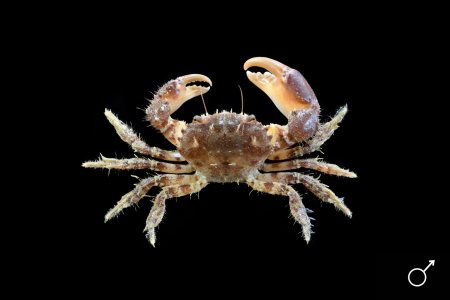 Pilumnus hirtellus, Ondřej Radosta