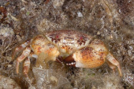 Pilumnus scabriusculus, Rokus Groeneveld