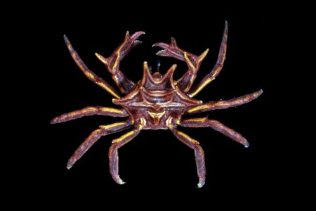 Tiaramedon spinosum, Gustav Paulay // Arthur Anker