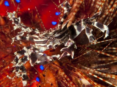 Zebrida adamsii, Andrey Ryanskiy