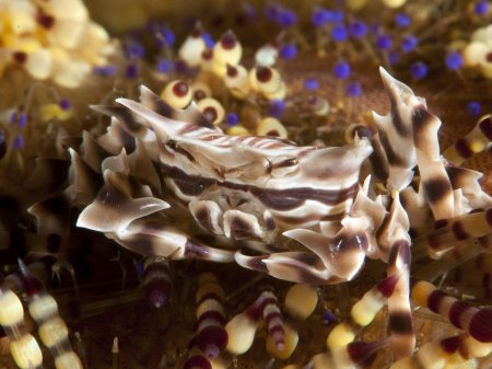 Zebrida adamsii, Andrey Ryanskiy