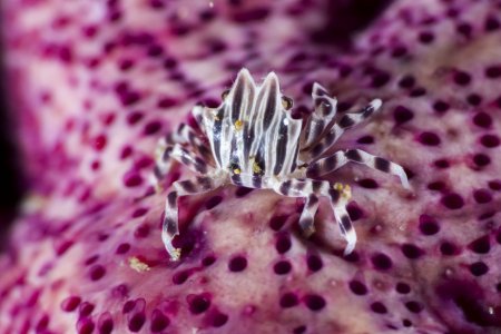 Zebrida adamsii, Brian Cole