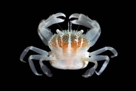 Caphyra loevis, Nathaniel Evans From Molecular phylogenetics of swimming crabs (Portunoidea Rafinesque, 1815)