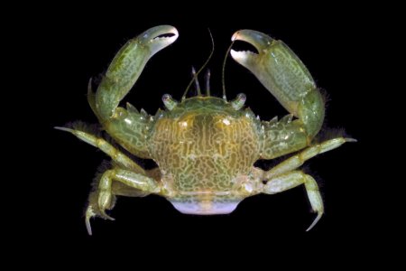 Trierarchus rotundifrons, Nathaniel Evans From Molecular phylogenetics of swimming crabs (Portunoidea Rafinesque, 1815)