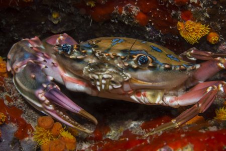 Goniosupradens erythrodactylus, Brian Cole