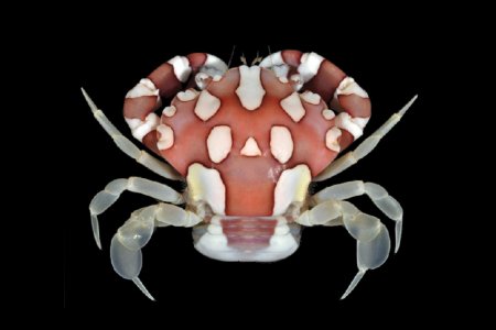 Lissocarcinus laevis, Nathaniel Evans From Molecular phylogenetics of swimming crabs (Portunoidea Rafinesque, 1815)