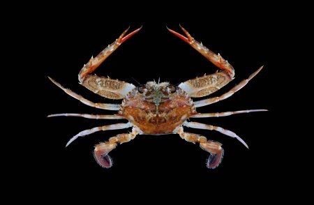 Lupocycloporus gracilimanus, Tin-Yam Chan National Taiwan Ocean University