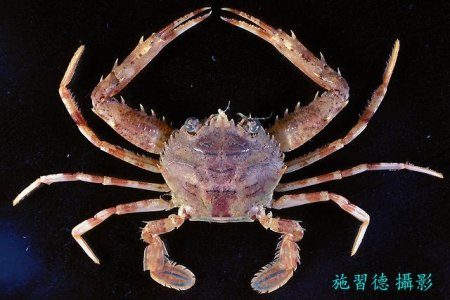 Lupocyclus rotundatus, Hsi-Te Shih