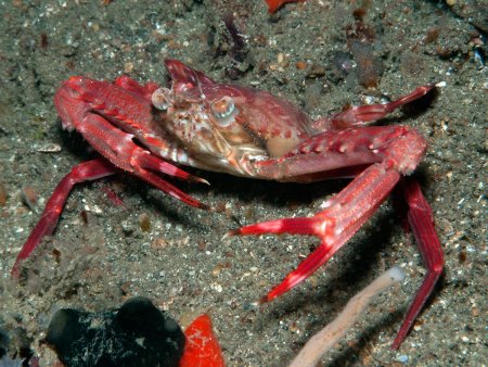 Lupocyclus rotundatus, Andrey Ryanskiy