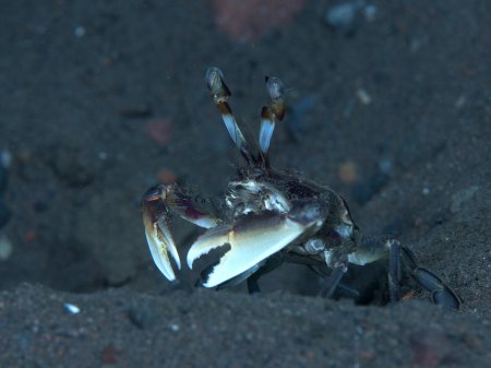 Vojmirophthalmus minabensis, Yury Ivanov