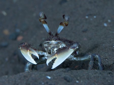 Vojmirophthalmus minabensis, Yury Ivanov