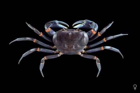 Balssipotamon ungulatum, Ondřej Radosta