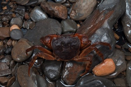 Candidiopotamon rathbunae, Paul Ng
