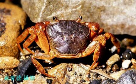 Candidiopotamon rathbunae, Hsi-Te Shih