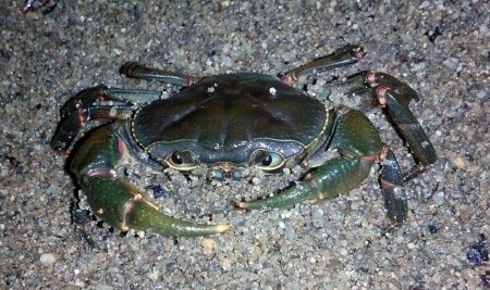 Demanietta renongensis, Sukanya Thanombuddha