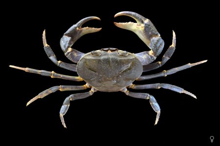 Demanietta renongensis, Ondřej Radosta