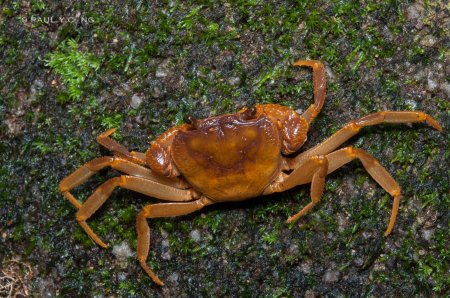 Eosamon smithianum, Paul Ng